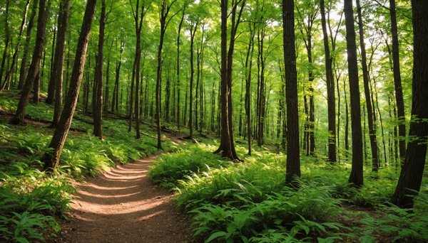 Randonnées incontournables pour explorer la nature préservée du sud