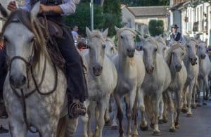 les chevaux de Camargue